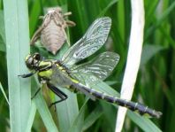Gemeine Keiljungfer, Gomphus vulgatissimus