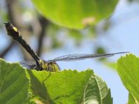 Gemeine Keiljungfer, Gomphus vulgatissimus