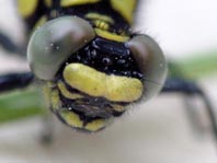 Gemeine Keiljungfer, Gomphus vulgatissimus