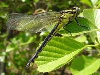 Gemeine Keiljungfer, Gomphus vulgatissimus