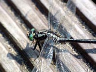 Gemeine Keiljungfer, Gomphus vulgatissimus