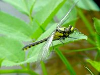 Gemeine Keiljungfer, Gomphus vulgatissimus