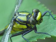 Gemeine Keiljungfer, Gomphus vulgatissimus