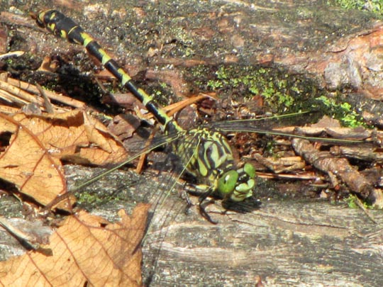 Kleine Zangenlibelle, Onychogomphus forcipatus