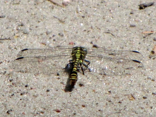 Kleine Zangenlibelle, Onychogomphus forcipatus