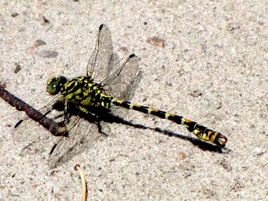 Kleine Zangenlibelle, Onychogomphus forcipatus