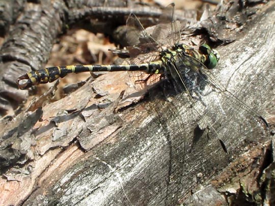 Kleine Zangenlibelle, Onychogomphus forcipatus
