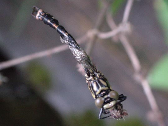 Kleine Zangenlibelle, Onychogomphus forcipatus