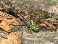 Kleine Zangenlibelle, Onychogomphus forcipatus