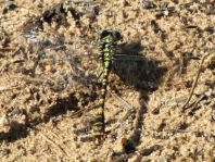 Kleine Zangenlibelle, Onychogomphus forcipatus