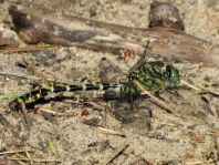 Kleine Zangenlibelle, Onychogomphus forcipatus