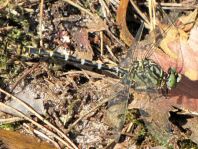 Kleine Zangenlibelle, Onychogomphus forcipatus