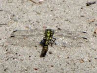 Kleine Zangenlibelle, Onychogomphus forcipatus