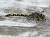 Kleine Zangenlibelle, Onychogomphus forcipatus