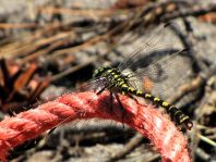 Kleine Zangenlibelle, Onychogomphus forcipatus