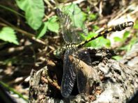 Kleine Zangenlibelle, Onychogomphus forcipatus