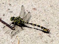 Kleine Zangenlibelle, Onychogomphus forcipatus