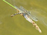 Kleine Zangenlibelle, Onychogomphus forcipatus