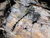 Kleine Zangenlibelle, Onychogomphus forcipatus