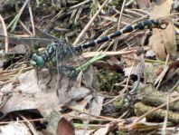 Kleine Zangenlibelle, Onychogomphus forcipatus