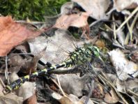 Kleine Zangenlibelle, Onychogomphus forcipatus