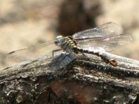 Kleine Zangenlibelle, Onychogomphus forcipatus