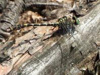 Kleine Zangenlibelle, Onychogomphus forcipatus