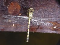 Kleine Zangenlibelle, Onychogomphus forcipatus