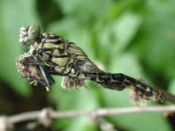 Kleine Zangenlibelle, Onychogomphus forcipatus