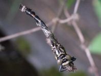 Kleine Zangenlibelle, Onychogomphus forcipatus