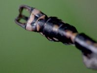 Kleine Zangenlibelle, Onychogomphus forcipatus