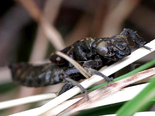 Gomphus vulgatissimus, Gemeine Keiljungfer