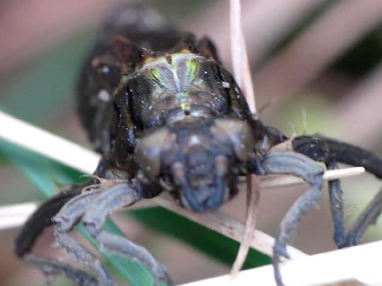 Gomphus vulgatissimus, Gemeine Keiljungfer