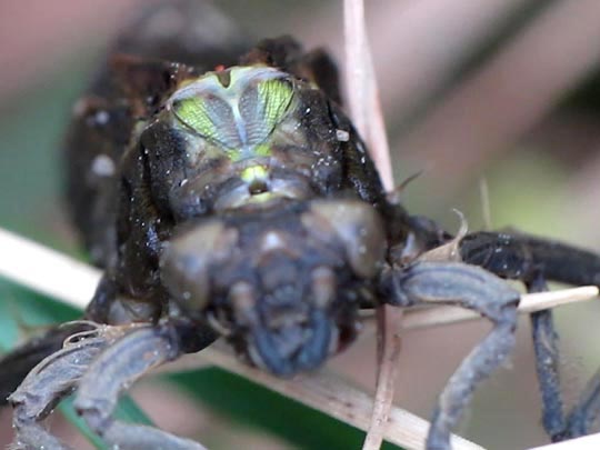 Gomphus vulgatissimus, Gemeine Keiljungfer