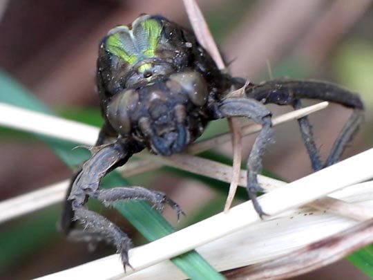 Gomphus vulgatissimus, Gemeine Keiljungfer