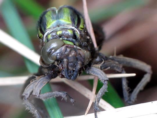 Gomphus vulgatissimus, Gemeine Keiljungfer