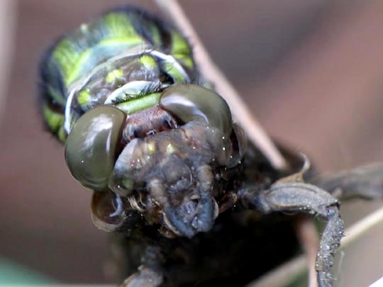 Gomphus vulgatissimus, Gemeine Keiljungfer