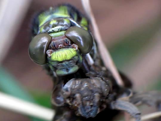Gomphus vulgatissimus, Gemeine Keiljungfer