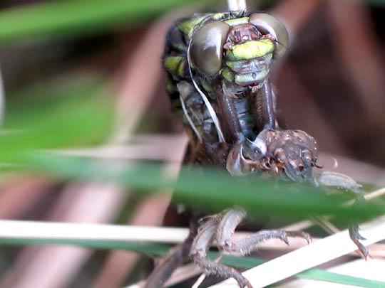 Gomphus vulgatissimus, Gemeine Keiljungfer