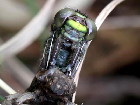 Gomphus vulgatissimus, Gemeine Keiljungfer