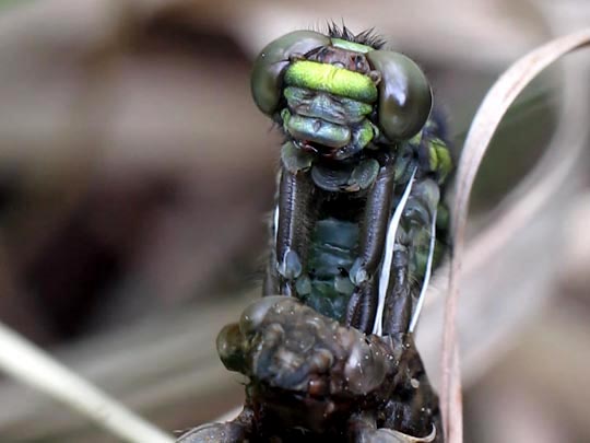 Gomphus vulgatissimus, Gemeine Keiljungfer