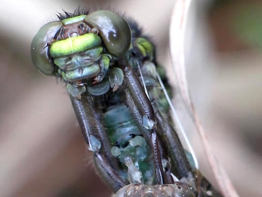 Gomphus vulgatissimus, Gemeine Keiljungfer