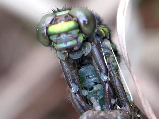 Gomphus vulgatissimus, Gemeine Keiljungfer