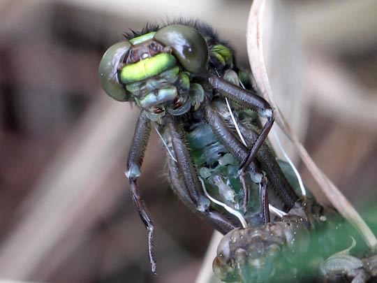 Gomphus vulgatissimus, Gemeine Keiljungfer
