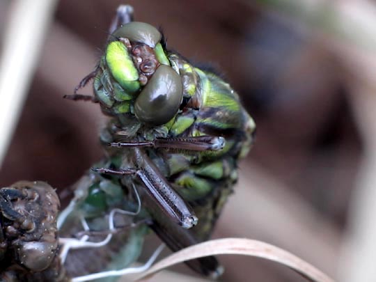 Gomphus vulgatissimus, Gemeine Keiljungfer