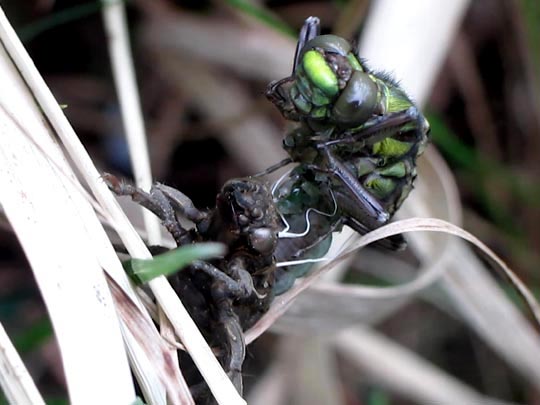 Gomphus vulgatissimus, Gemeine Keiljungfer