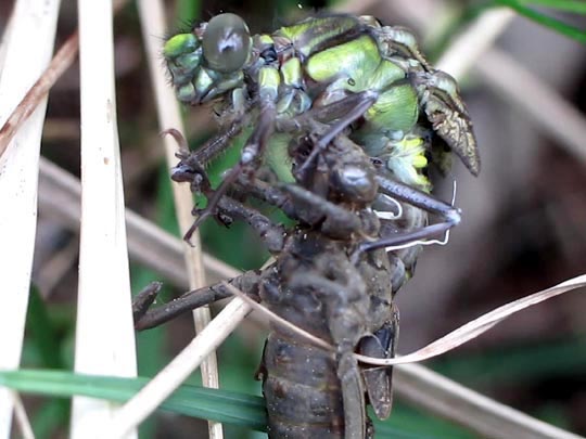 Gomphus vulgatissimus, Gemeine Keiljungfer