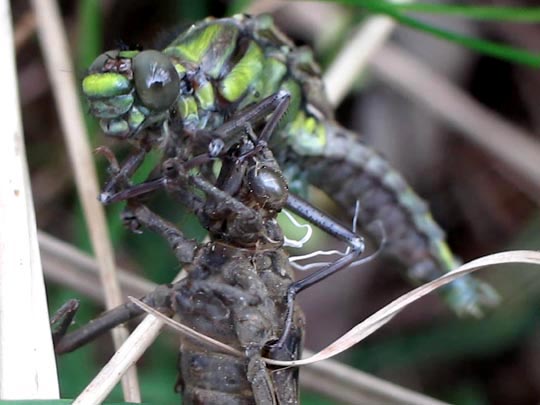 Gomphus vulgatissimus, Gemeine Keiljungfer