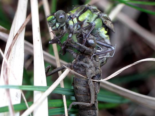 Gomphus vulgatissimus, Gemeine Keiljungfer