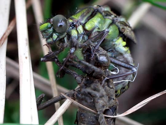 Gomphus vulgatissimus, Gemeine Keiljungfer